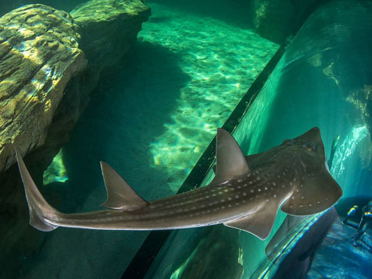 Two Oceans Aquarium - Cape Town