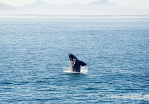 South Africa -Hermanus - whale watching